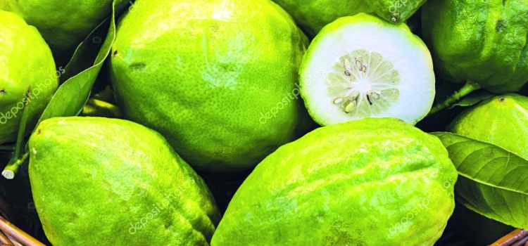 Il Cedro esclusiva calabrese… considerato “frutto sacro” dagli ebrei di tutto il mondo
