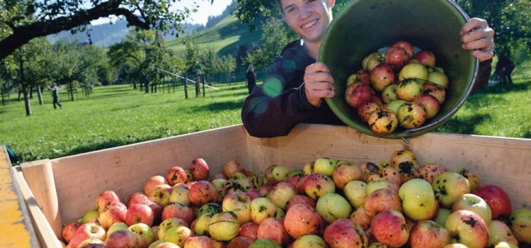 La vita in campagna – esperienze in fattoria