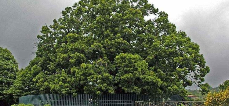 Elogio all’albero del pane